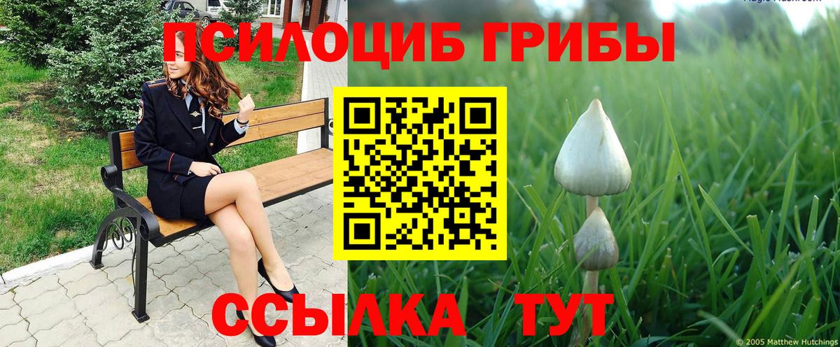 Псилоцибиновые грибы Psilocybe Калуга